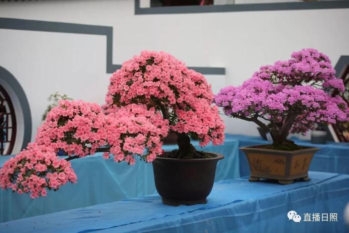 等你打卡!世界各地的杜鹃都来日照了!分分钟刷爆朋友圈!