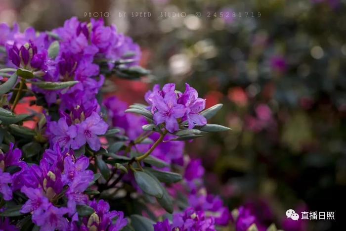 等你打卡!世界各地的杜鹃都来日照了!分分钟刷爆朋友圈!