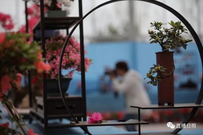 等你打卡!世界各地的杜鹃都来日照了!分分钟刷爆朋友圈!