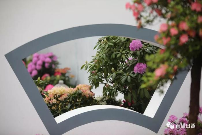 等你打卡!世界各地的杜鹃都来日照了!分分钟刷爆朋友圈!