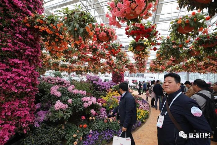 等你打卡!世界各地的杜鹃都来日照了!分分钟刷爆朋友圈!