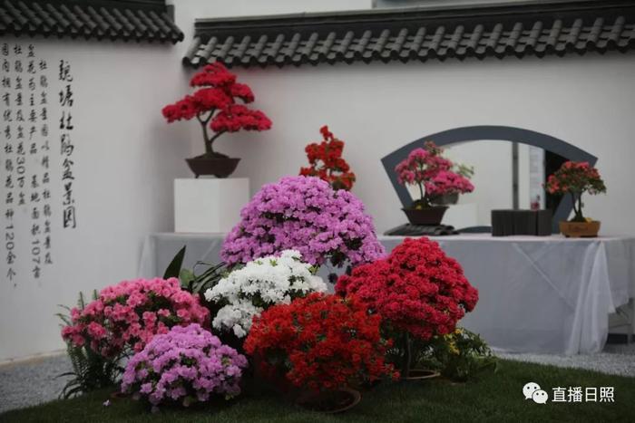 等你打卡!世界各地的杜鹃都来日照了!分分钟刷爆朋友圈!