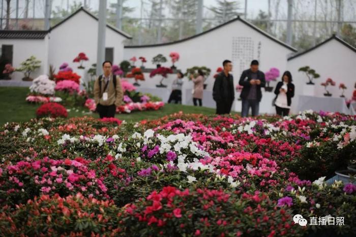 等你打卡!世界各地的杜鹃都来日照了!分分钟刷爆朋友圈!