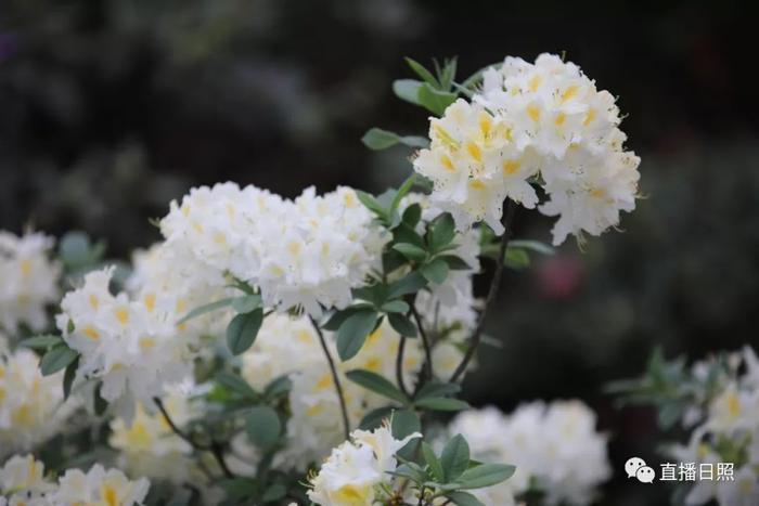 等你打卡!世界各地的杜鹃都来日照了!分分钟刷爆朋友圈!