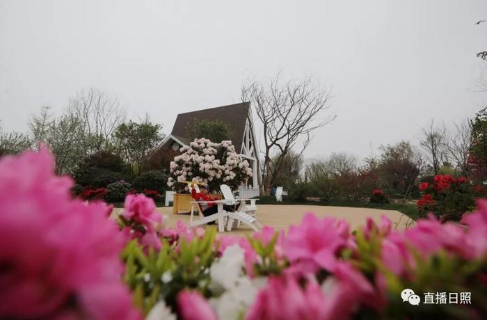 等你打卡!世界各地的杜鹃都来日照了!分分钟刷爆朋友圈!