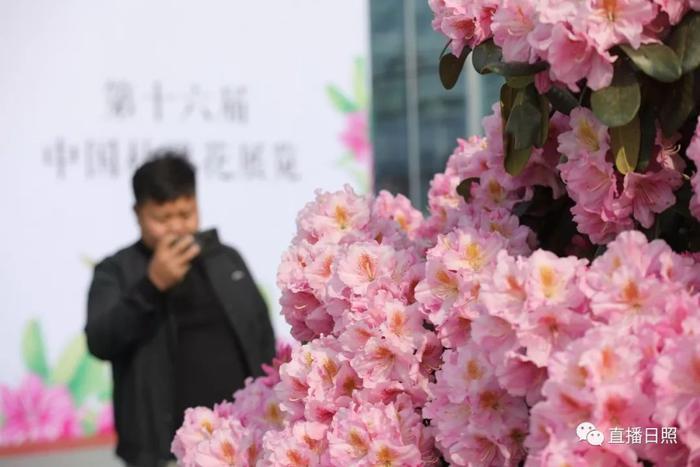 等你打卡!世界各地的杜鹃都来日照了!分分钟刷爆朋友圈!