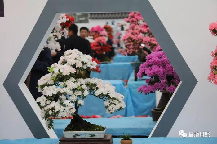 等你打卡!世界各地的杜鹃都来日照了!分分钟刷爆朋友圈!