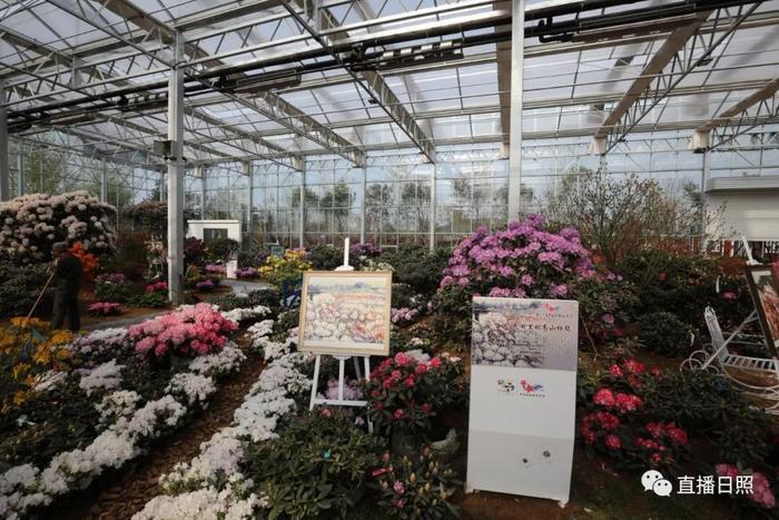 等你打卡!世界各地的杜鹃都来日照了!分分钟刷爆朋友圈!