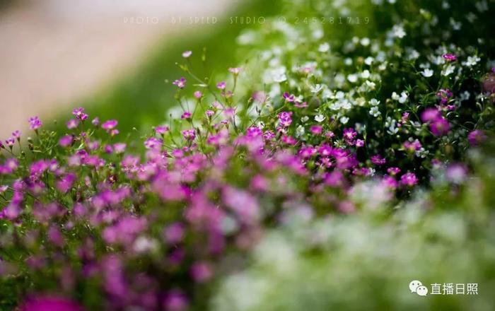 等你打卡!世界各地的杜鹃都来日照了!分分钟刷爆朋友圈!