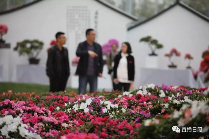 等你打卡!世界各地的杜鹃都来日照了!分分钟刷爆朋友圈!