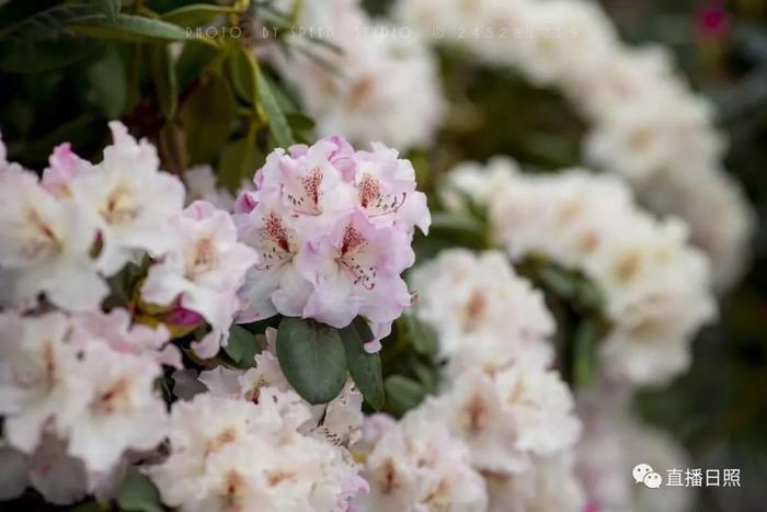 等你打卡!世界各地的杜鹃都来日照了!分分钟刷爆朋友圈!