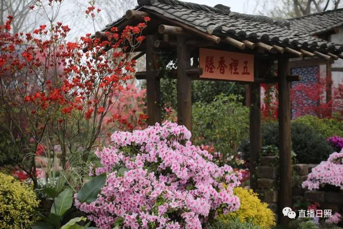 等你打卡!世界各地的杜鹃都来日照了!分分钟刷爆朋友圈!