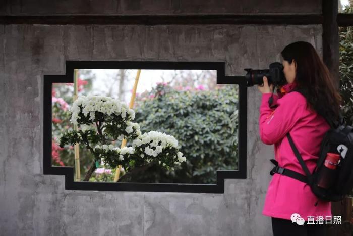 等你打卡!世界各地的杜鹃都来日照了!分分钟刷爆朋友圈!