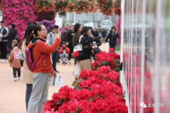 等你打卡!世界各地的杜鹃都来日照了!分分钟刷爆朋友圈!