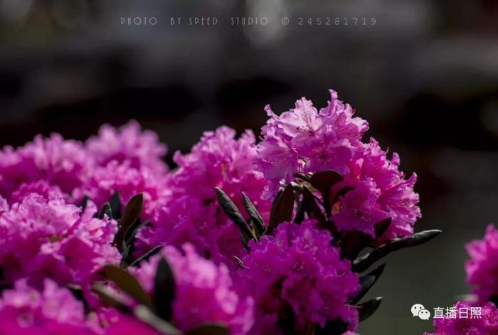 等你打卡!世界各地的杜鹃都来日照了!分分钟刷爆朋友圈!