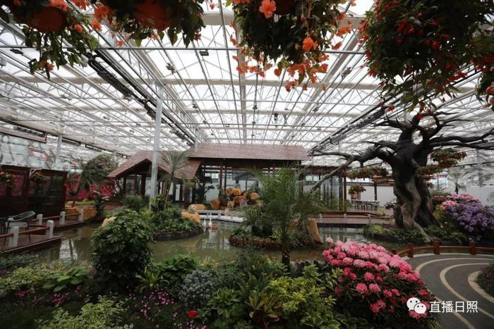 等你打卡!世界各地的杜鹃都来日照了!分分钟刷爆朋友圈!