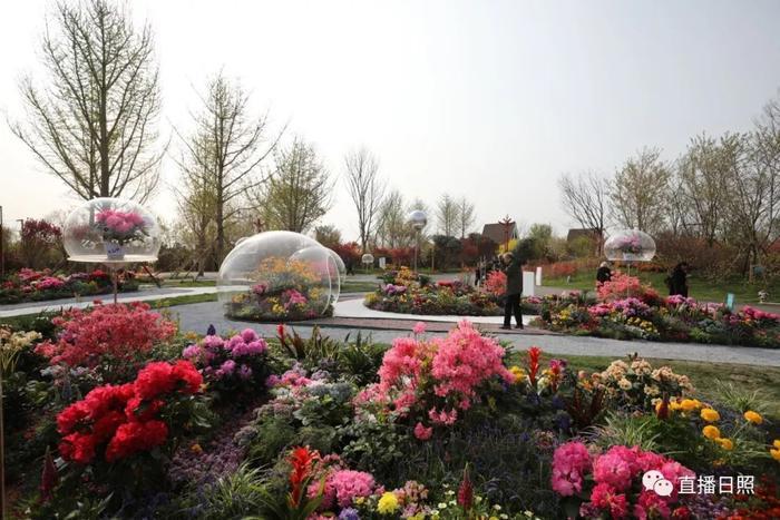 等你打卡!世界各地的杜鹃都来日照了!分分钟刷爆朋友圈!