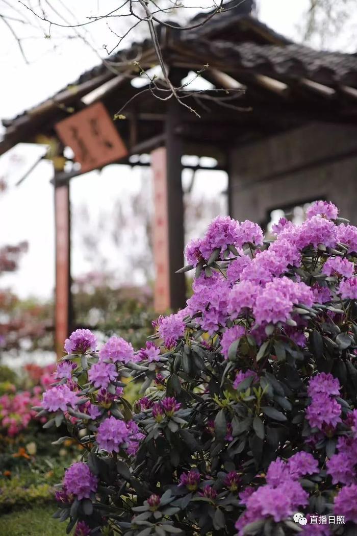 等你打卡!世界各地的杜鹃都来日照了!分分钟刷爆朋友圈!