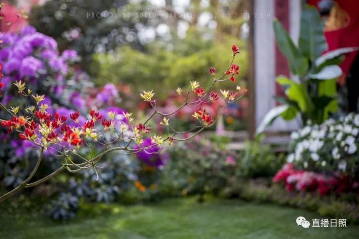等你打卡!世界各地的杜鹃都来日照了!分分钟刷爆朋友圈!