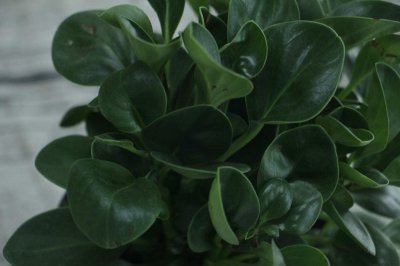 ​豆瓣绿的养殖方法和注意事项