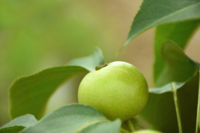 ​海棠花怎么浇水？