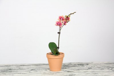 ​蝴蝶兰的分期养护