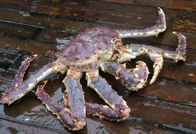 帝王蟹什么部位能吃,什么部位不能吃?很多人都弄错了