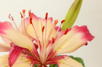 ​丽江适合养什么花，市花和市树是什么