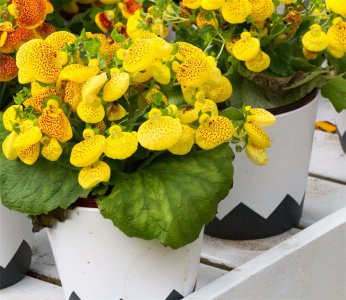 ​如何使荷包花在圣诞开花