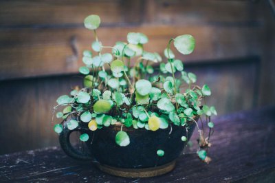 ​铜钱草的花语