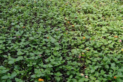 ​五色梅盆景怎么造型