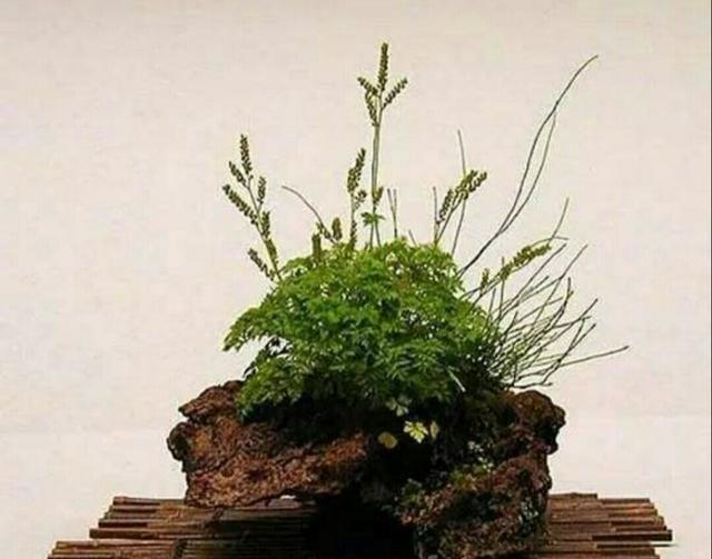 野外的天然石头当花盆来养花,做成既漂亮又美观的石头盆栽