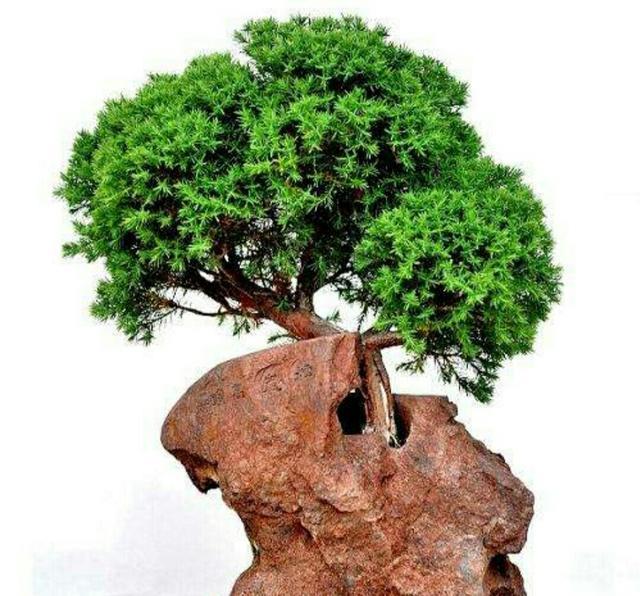 野外的天然石头当花盆来养花,做成既漂亮又美观的石头盆栽