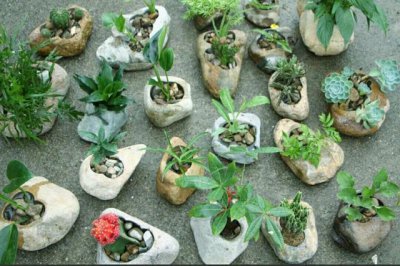 ​野外的天然石头当花盆来养花，做成既漂亮又美观的石头盆栽