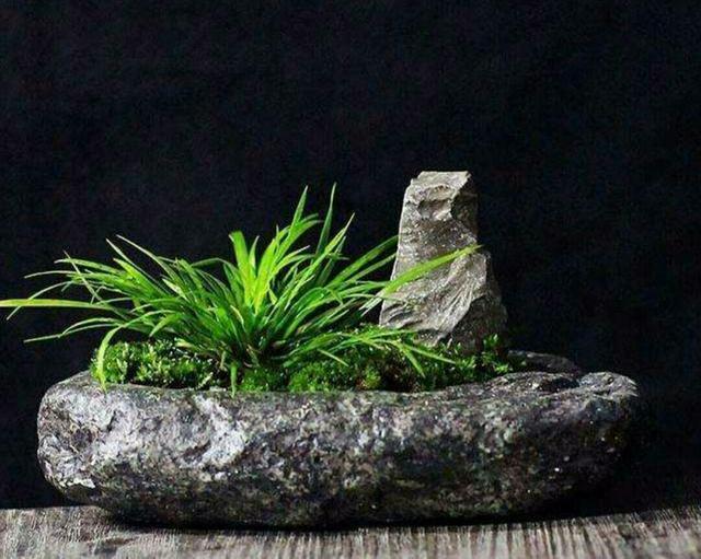 野外的天然石头当花盆来养花,做成既漂亮又美观的石头盆栽