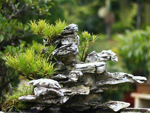 野外的天然石头当花盆来养花,做成既漂亮又美观的石头盆栽