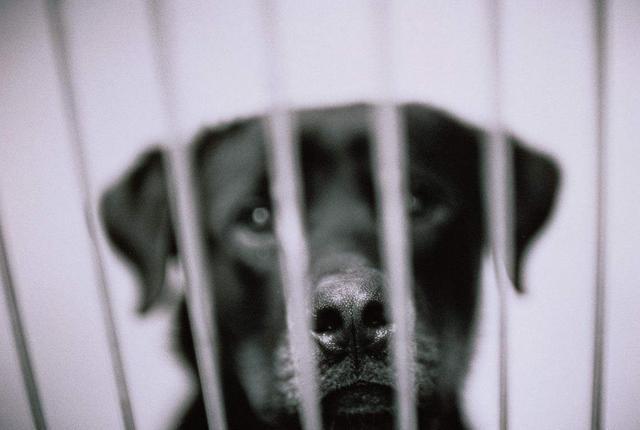 这6件事你最好不要对拉布拉多做，小心它咬你！