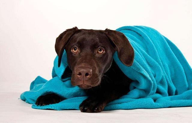 这6件事你最好不要对拉布拉多做，小心它咬你！