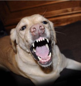 ​这6件事你最好不要对拉布拉多做，小心它咬你！