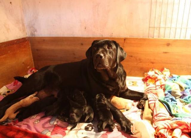 这6件事你最好不要对拉布拉多做，小心它咬你！