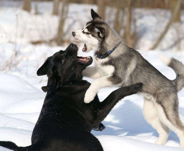 这6件事你最好不要对拉布拉多做，小心它咬你！