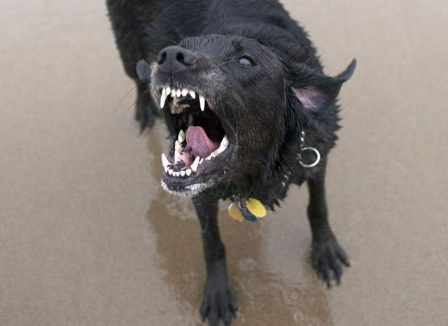 这6件事你最好不要对拉布拉多做，小心它咬你！