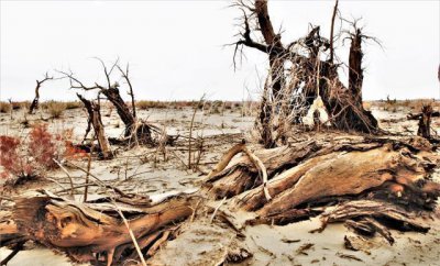 ​这个县有300万亩原始胡杨林，南拥中国最大沙漠，枯死胡杨达2万亩