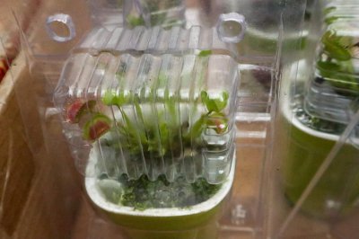 ​捕蝇草什么时候开花