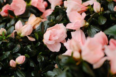 ​杜鹃花的风水作用