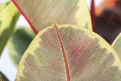 ​橡皮树怎么养长得旺盛