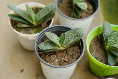 ​子宝变黑了怎么办