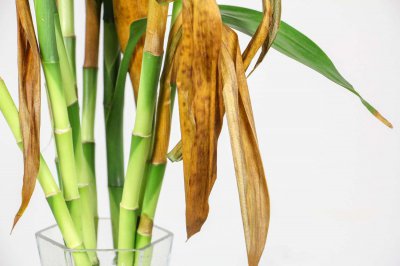 ​富贵竹水养技巧，水养多久能生根