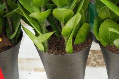 ​金钱树的花语和寓意，适合送给什么人