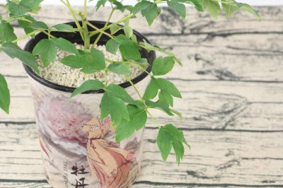 ​牡丹怎么上盆，盆栽牡丹换盆的最佳时间